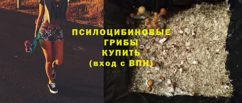 Псилоцибиновые грибы Psilocybe  Камышин 